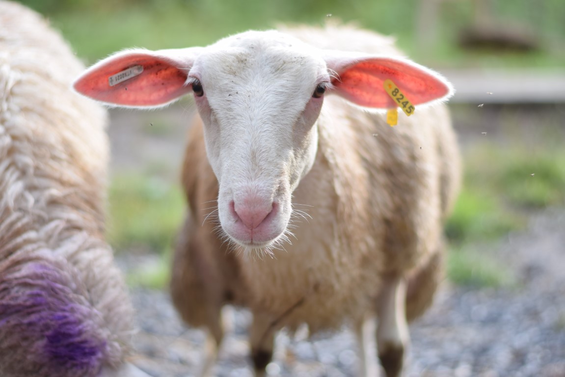 Sheep Milk Yogurt - Plain - Image 2